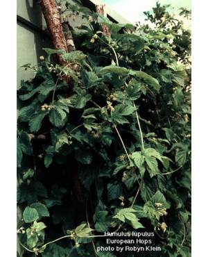 Humulus lupulus